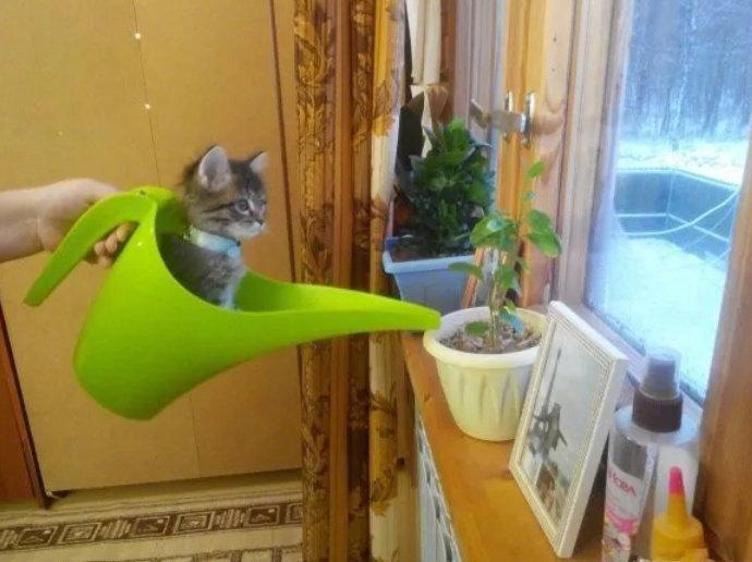 种猫真的可以长猫！太神奇了~