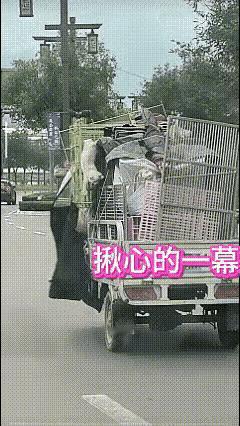 这只小猫的命运牵动人心，它是如何落到了这辆车上？开车的人是它的主人吗？这辆车上有