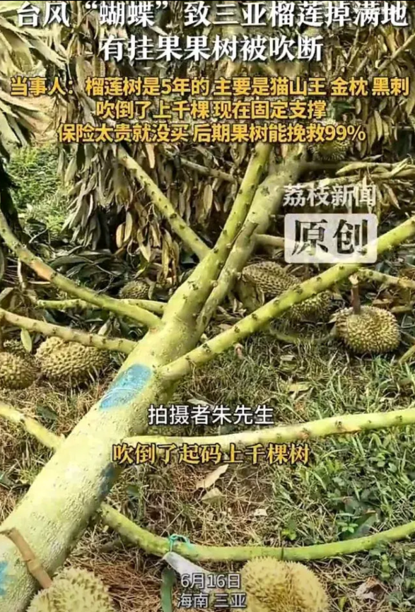 这下亏大了！6月16日，海南三亚因为台风肆虐，导致一名男子种植5年的榴莲树被吹倒