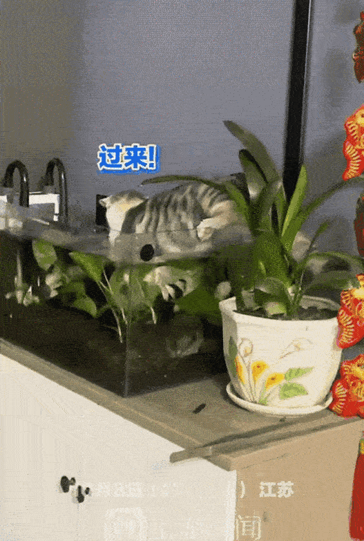 “成精了！”江苏，一名网友养了一只狸花猫，结果这天他下班回家却发现家中的猫咪正在