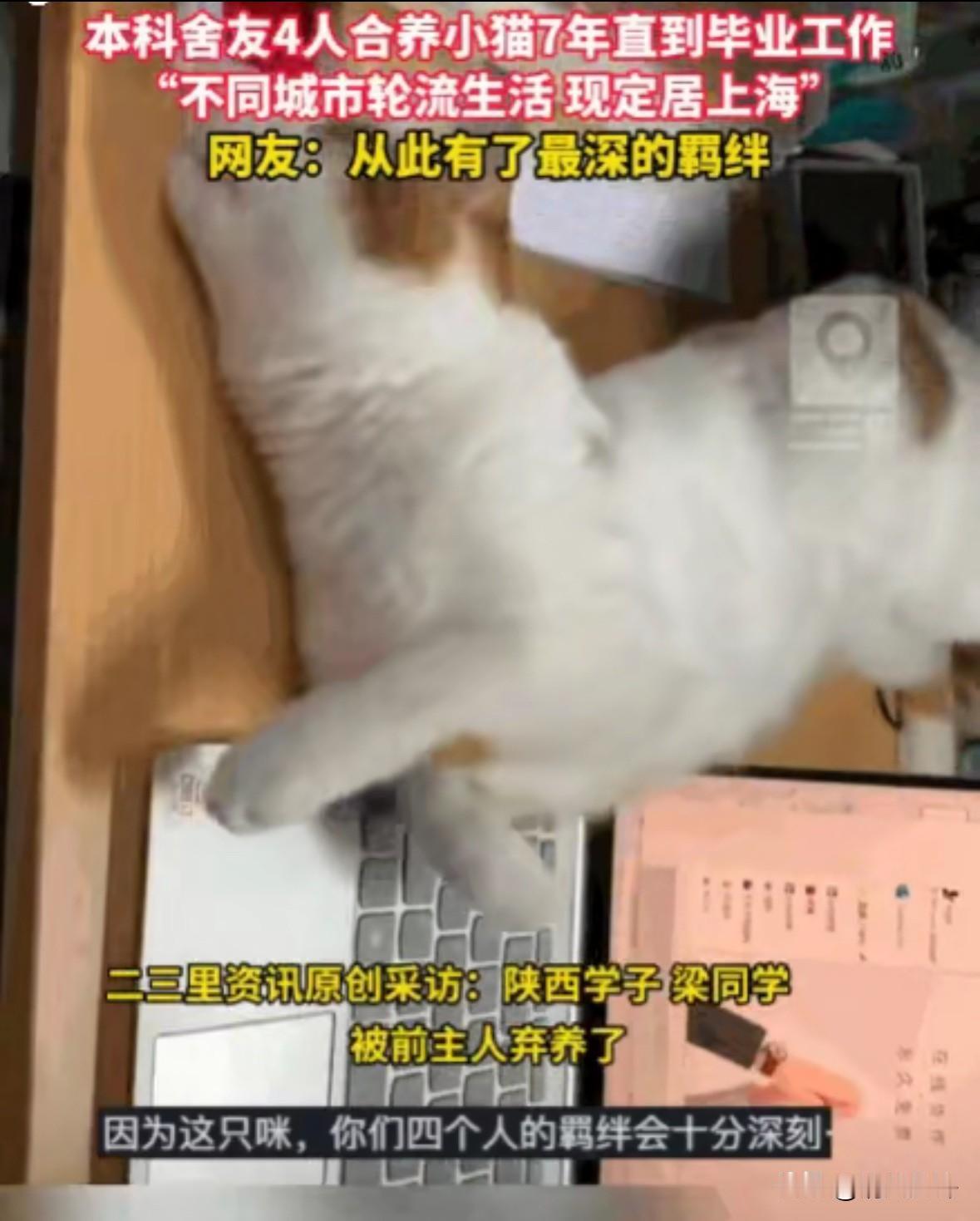 太有爱了！陕西，一男子和三位室友偶然收养了一只流浪猫。四个大男孩从此当起了“猫奴