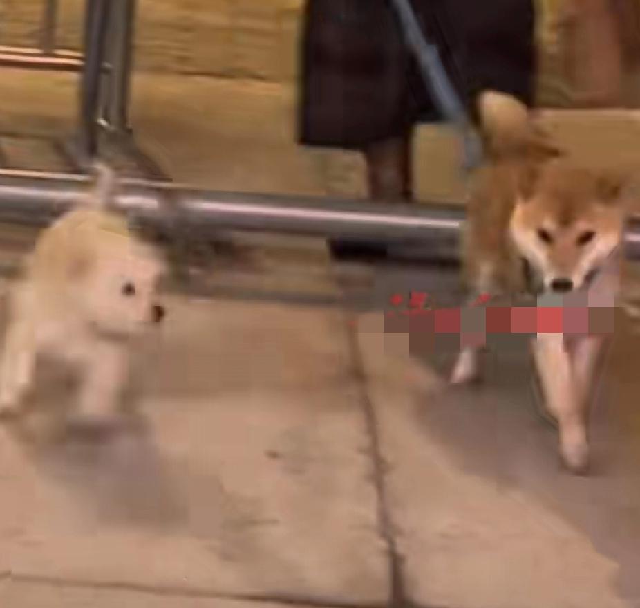 “它再也不用假装自己有家了！”安徽开饭店的葛女士养了一条小狗，每天有很多小狗来玩