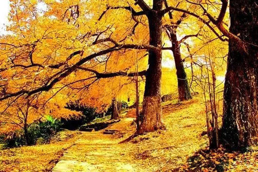 湖北孝感·钱冲村｜打卡华中最大的古银杏村走进其中，感觉像在看巨幅水