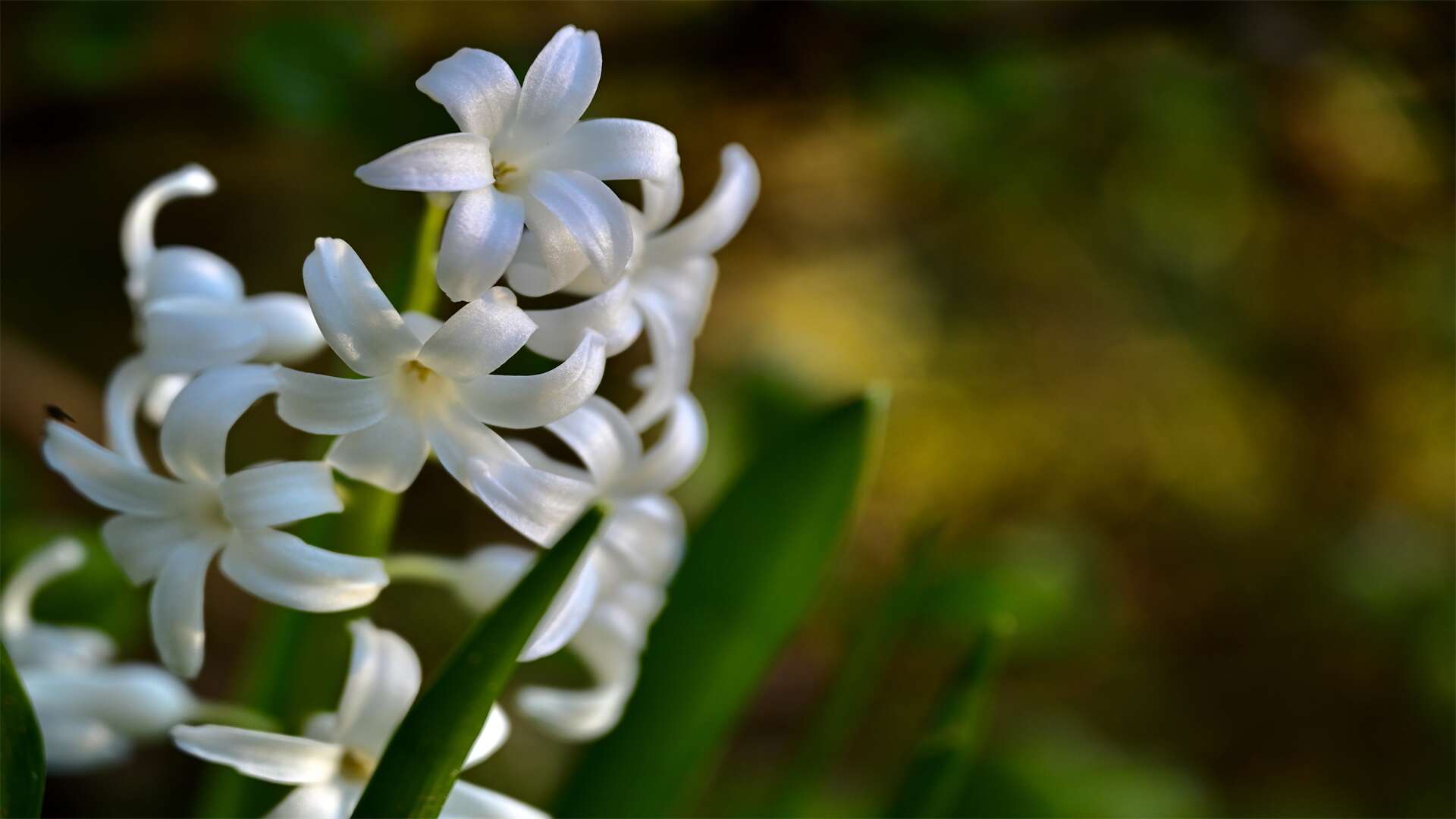 北方黑土茉莉花种植, 修剪整枝有技巧, 及时施肥助花艳