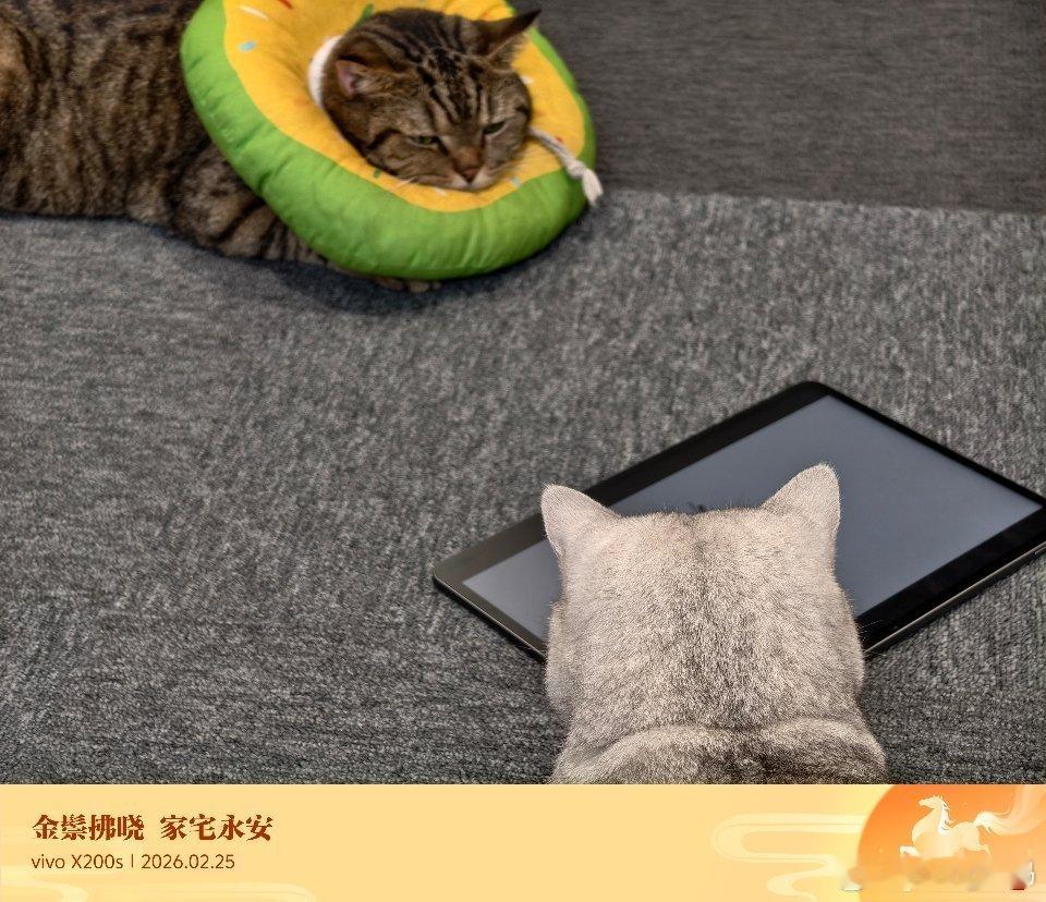 10块钱没人买的猫猫10块钱的小猫没人买不要钱的大卡车却挑吃真给公司两只猫过上好