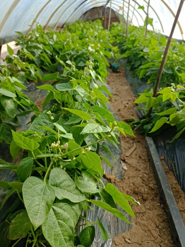 这张图片是我们小区的一位朋友家扣的小菜棚，豆角子已开花坐果，她们俩口每天打理小菜