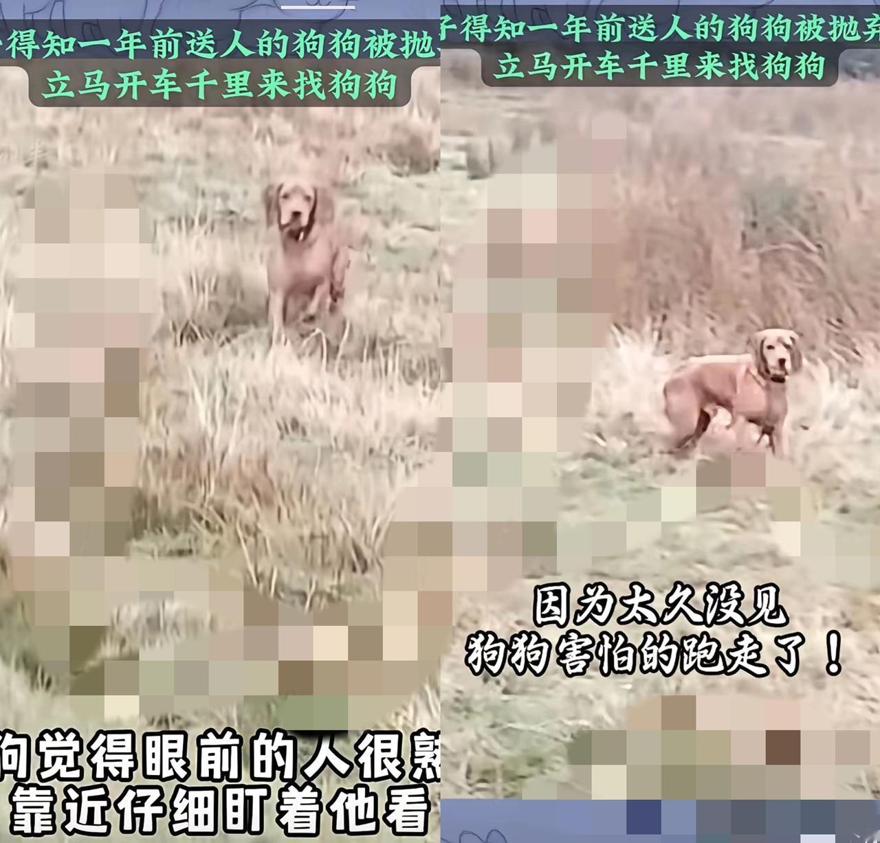 谁懂啊！男子驱车千里接回被弃狗狗的瞬间，真的看哭了！一年