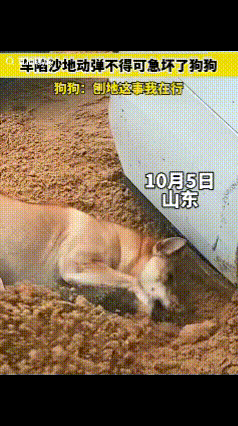 这狗谁不爱！山东，一男子开车去沙滩上玩，玩的时间也比较久，他想开车离开时，由于油