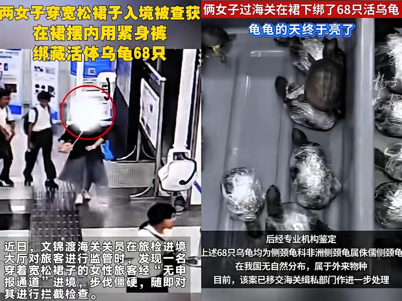 反华势力入侵？​海关截查两名女子，​她们竟在裙下藏了68只生物——侏儒侧颈龟