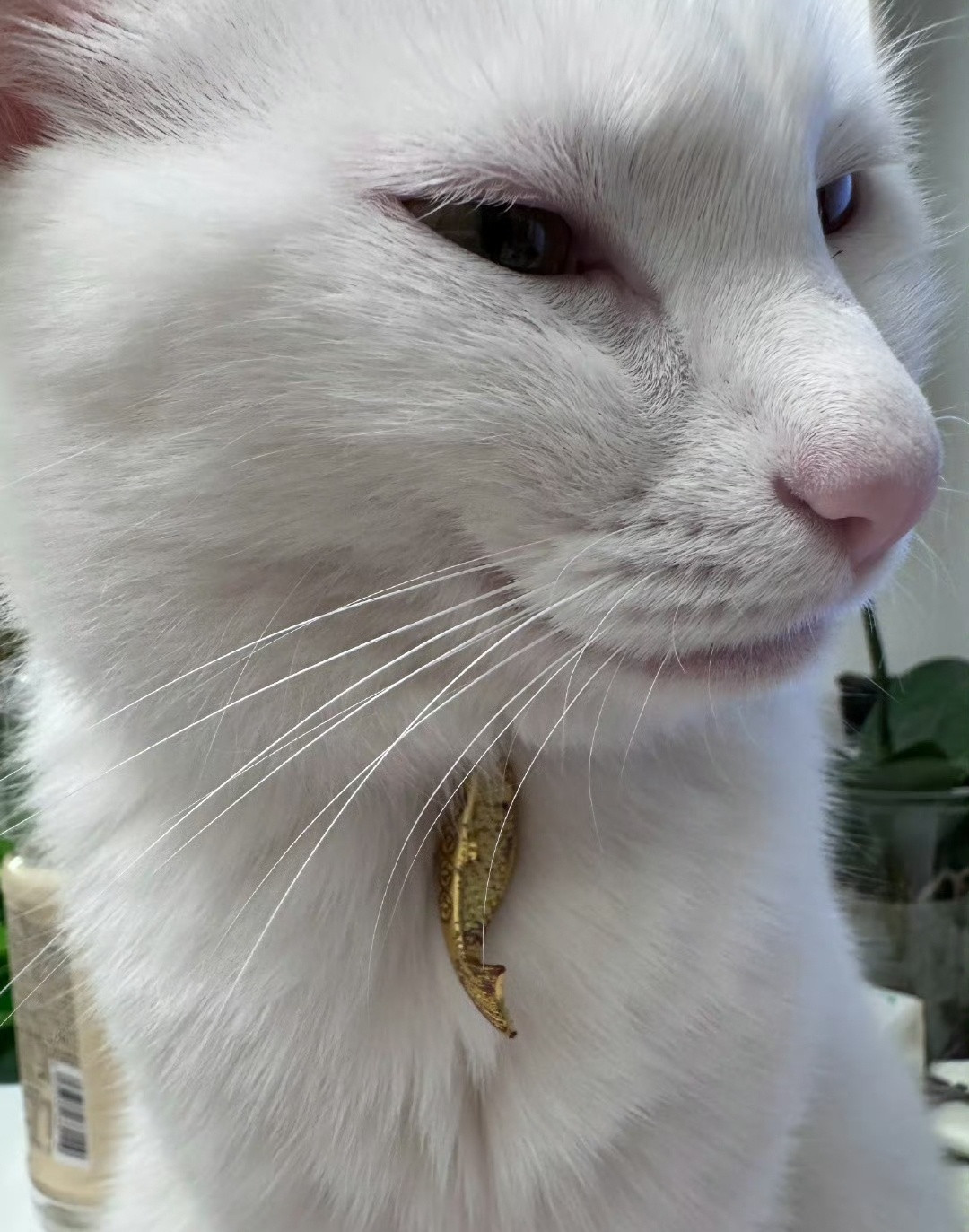 猫猫：人，为何我的金项链会生锈?春日放个疯​​​