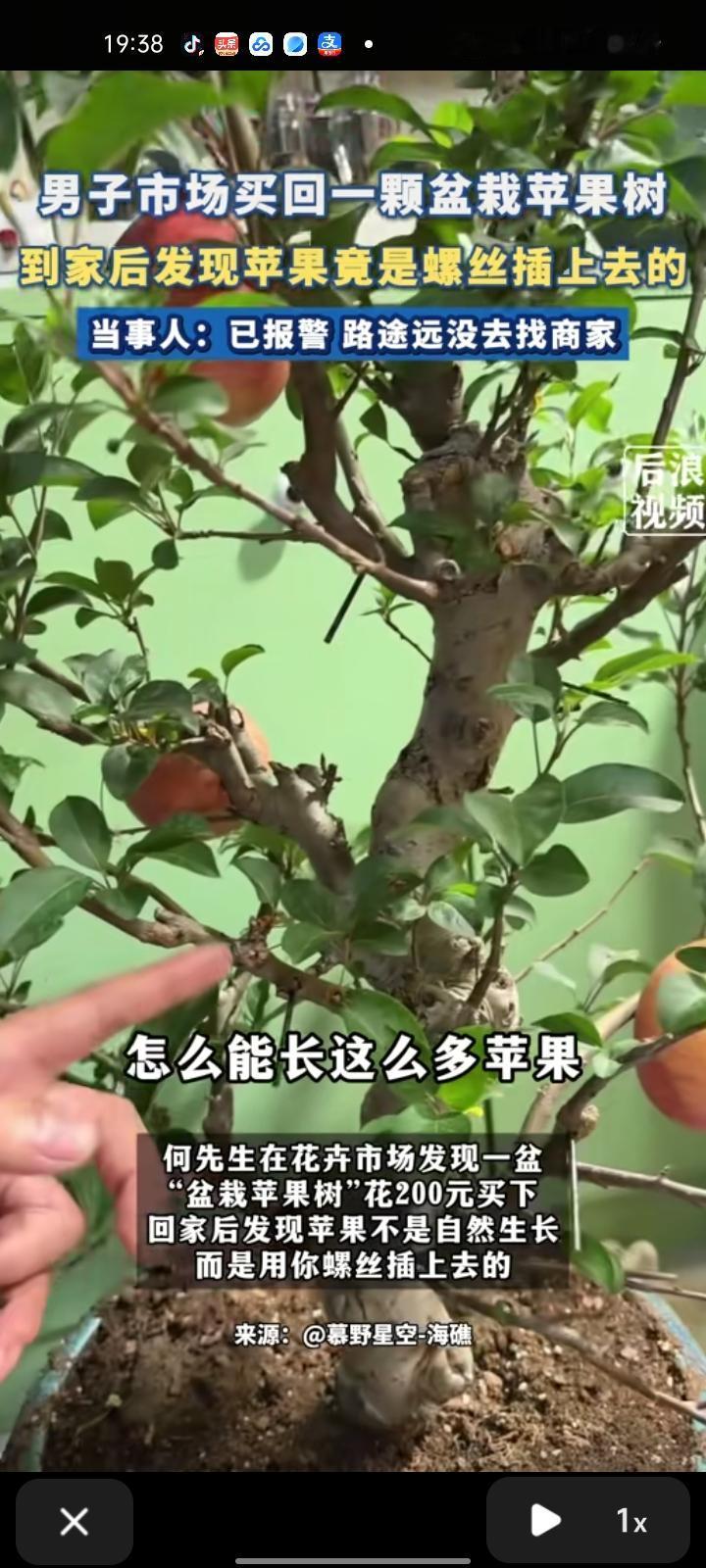 2月2日，天津。何先生在花卉市场发现一盆“盆栽苹果树”，花200元买下，回家后发