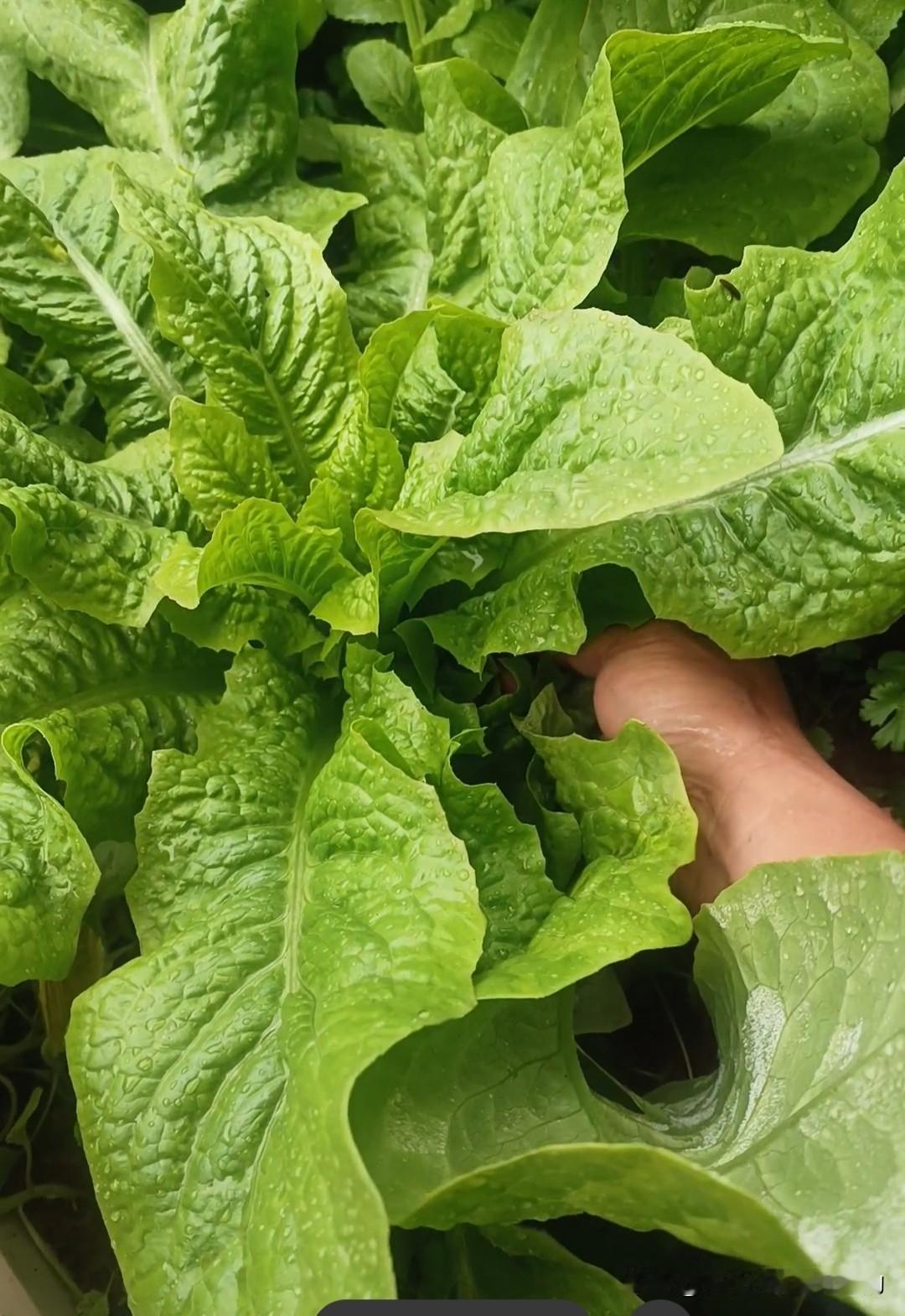 莴笋撇叶子学问这么大一个星期没去小院，一开门直接被惊艳到！莴笋、绿甘蓝、菠