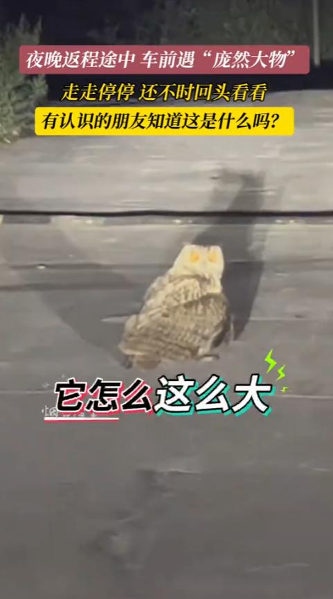 “细思极恐！”近日，山东烟台，一女子和朋友回村抓知了猴，结果，却在回去的路上看到