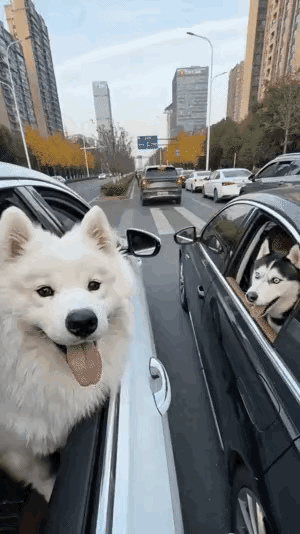 这个视频，在抖音等平台都很火。主角是一只橘猫，一只“萨摩耶”犬，还有一只“哈士奇