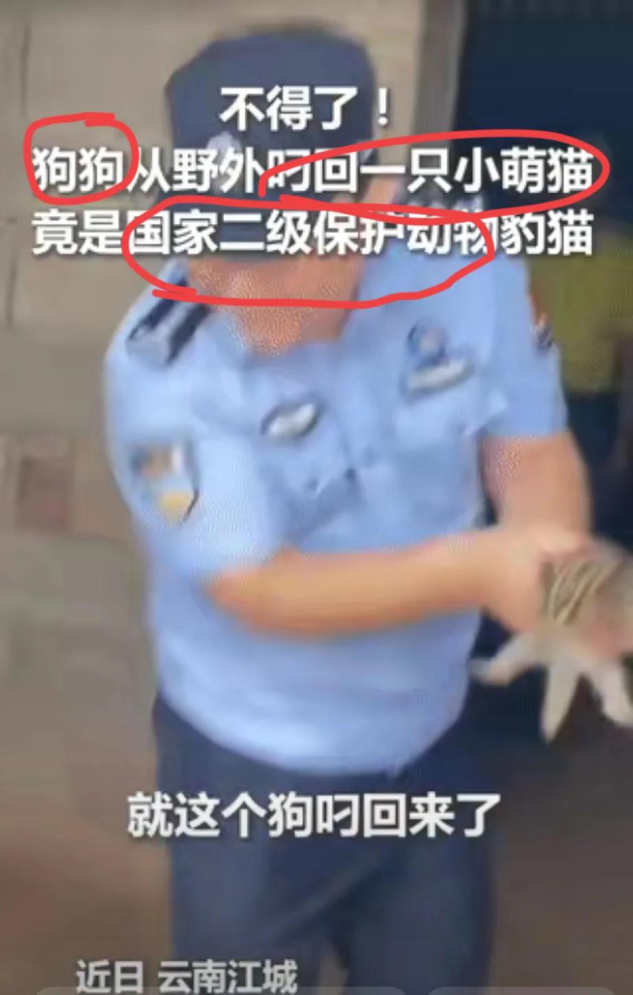 被这狗狗的操作惊到了！云南江城一只狗狗，从山里叼回个“小家伙”，本以为是普通小猫