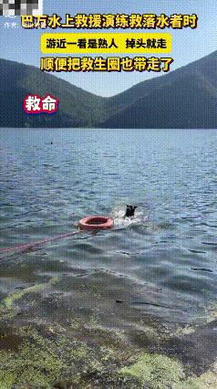 太可爱了！淅川，一警犬水上救援演练中，全力以赴奔向落水者，靠近后发现是熟人，没有
