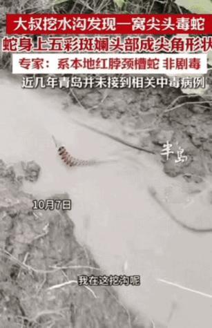 “幸亏跑得快！”青岛一大叔挖水沟，一铲子下去，竟然从土里钻出来一条“大长虫”，还