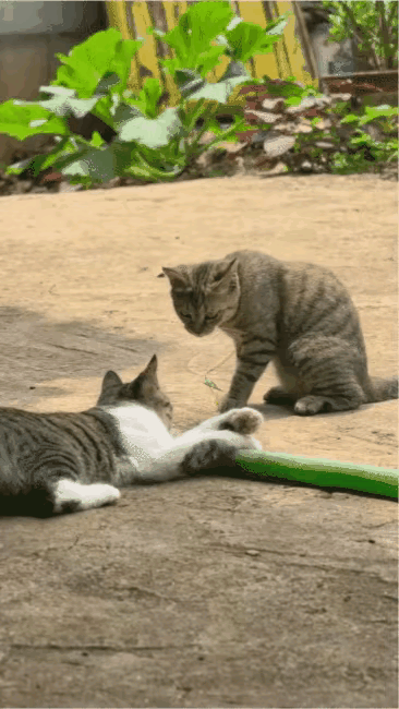 狸花猫，永远的猫界战力天花板！一脚标准过肩摔，一秒制敌，动作干脆到离谱！