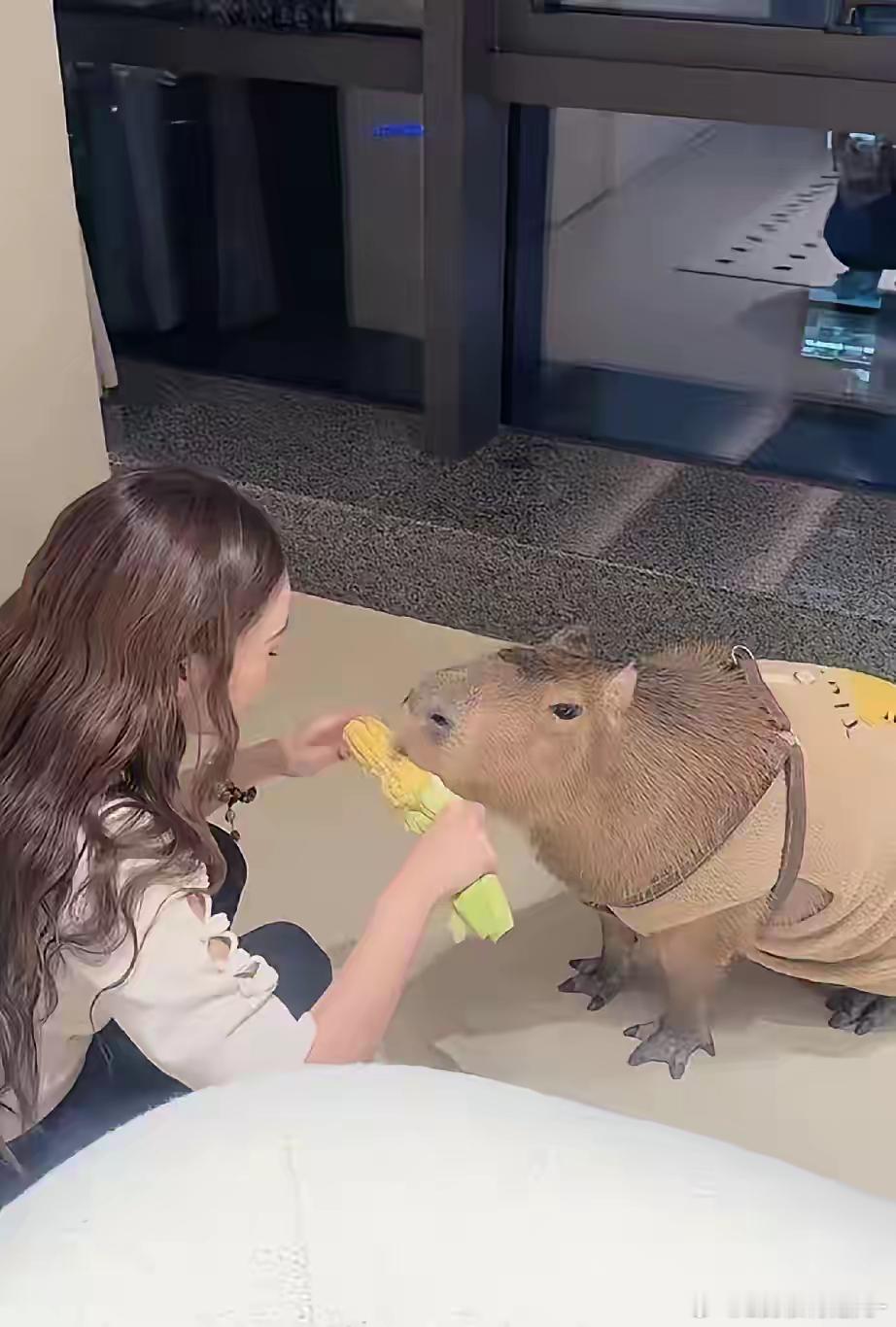 亲妈都做不到马筱梅这样，汪小菲公司养了一只卡皮巴拉做吉祥物，因为霖霖说这是他最喜