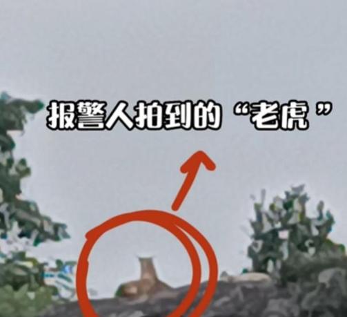 2022年6月，浙江村民报警称山上有老虎！警方飞无人机赶来发现：好多……难道是野