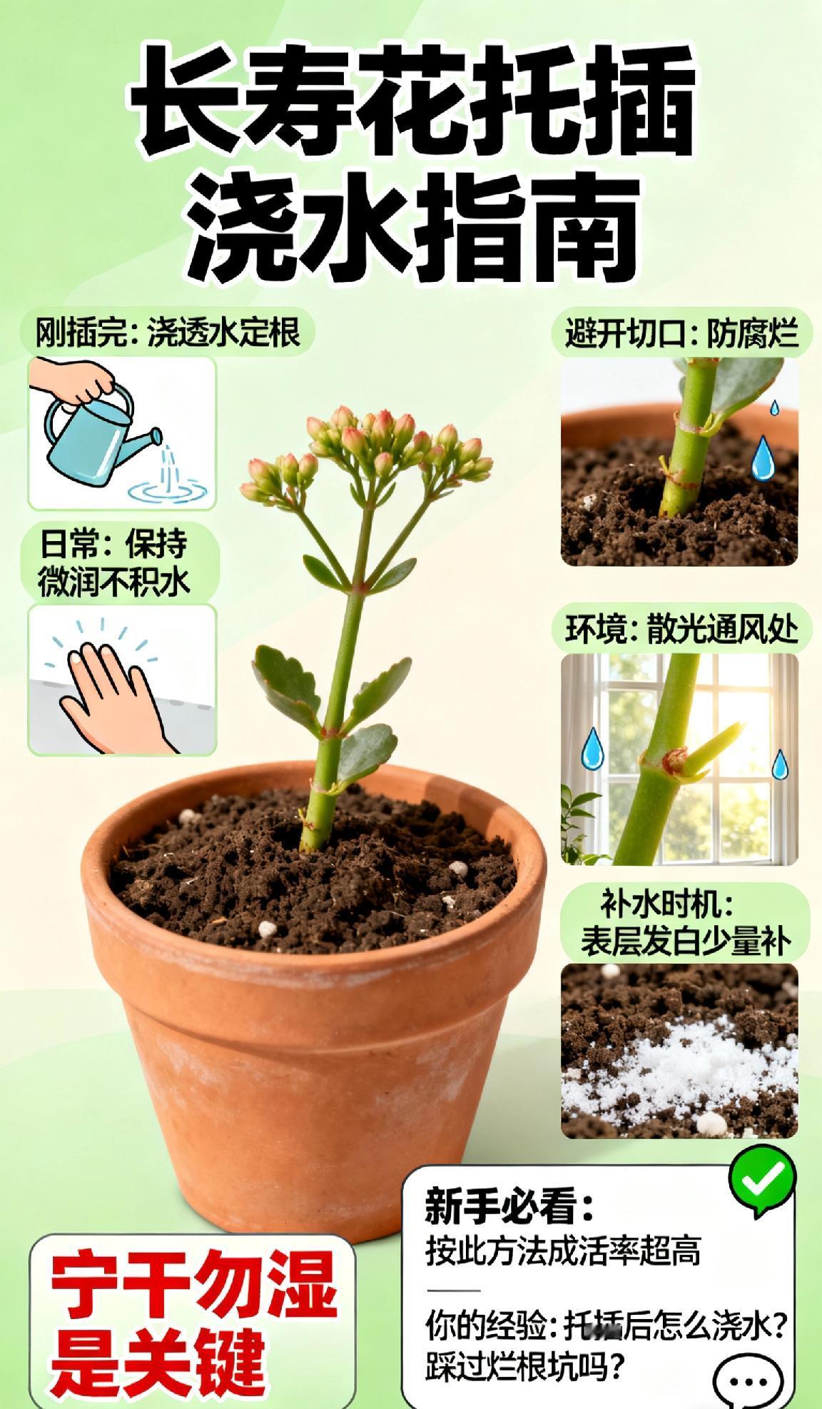 扦插后的长寿花怎么浇水长寿花扦插后浇水有讲究！刚插完浇次透水定根，之后保持盆土微