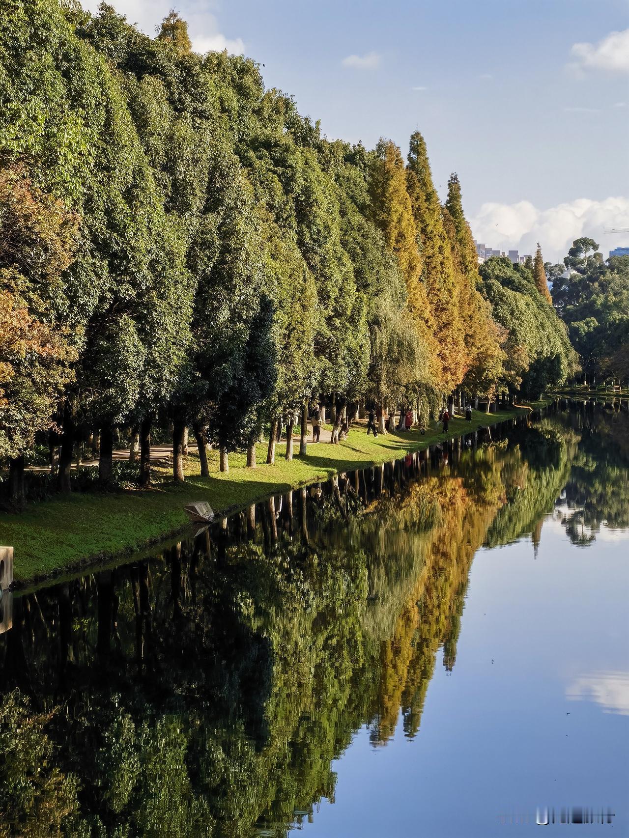 冬日生活打卡季！暖冬宝藏出游，昆明采莲河水杉倒影美如画。昆明小众宝藏旅行，采莲河