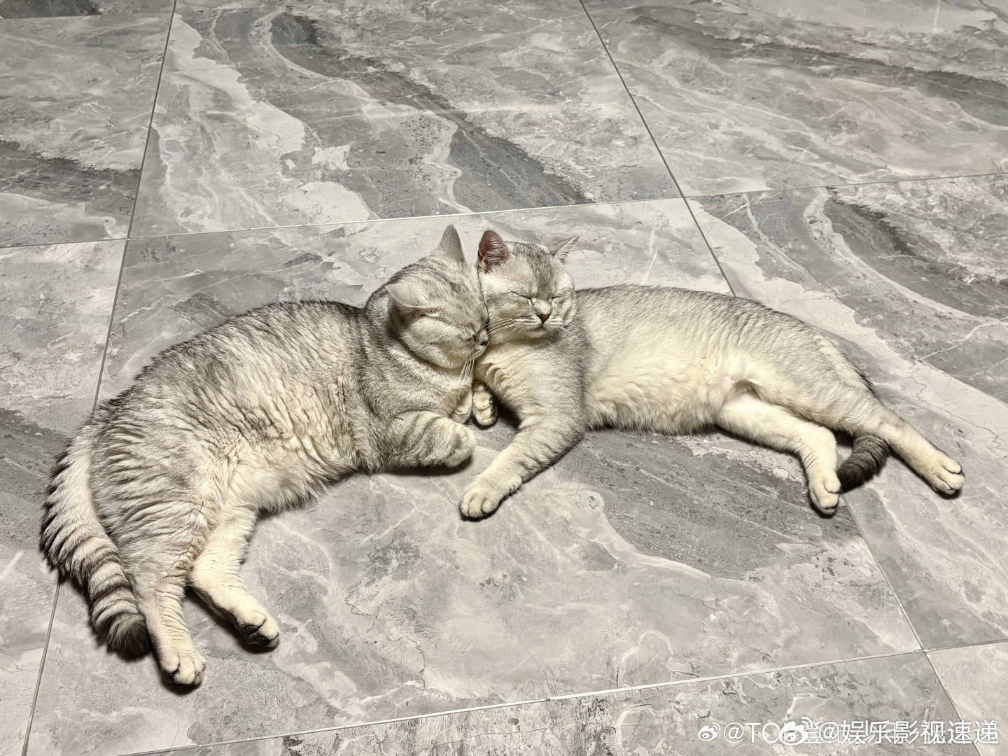 张泽禹发一下小猫他真的好会，小狗的节日用小猫咪营业，张泽禹总是能用这种小细节让