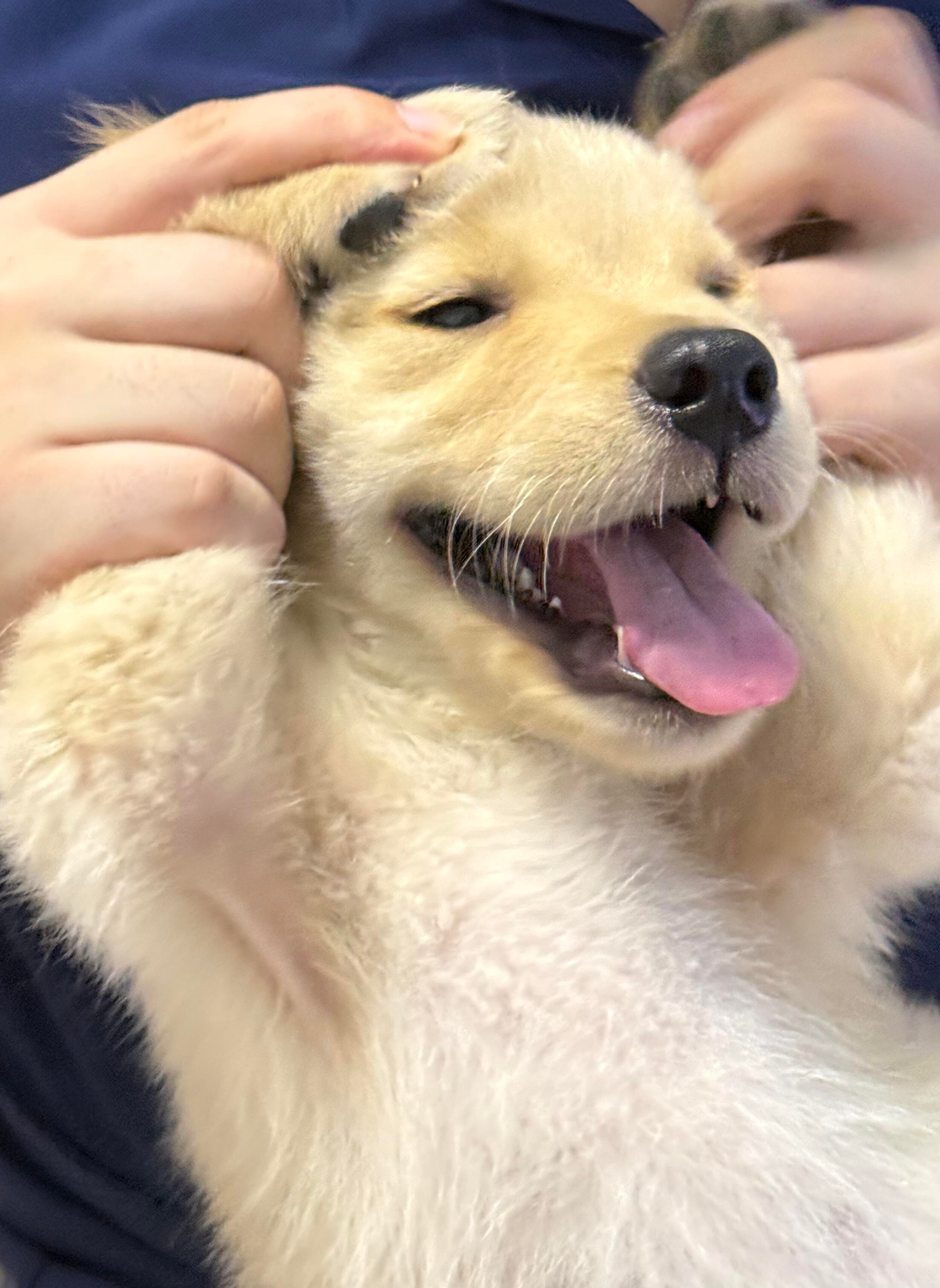 小金毛：爱你ヽ(*´з｀*)ﾉ