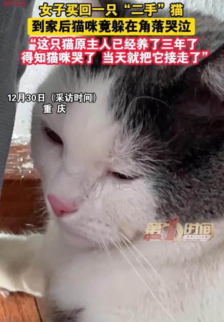 泪目！近日一只花猫被主人卖了，去往新主人家的路上，它没吵也没闹，只是一个劲扭头往