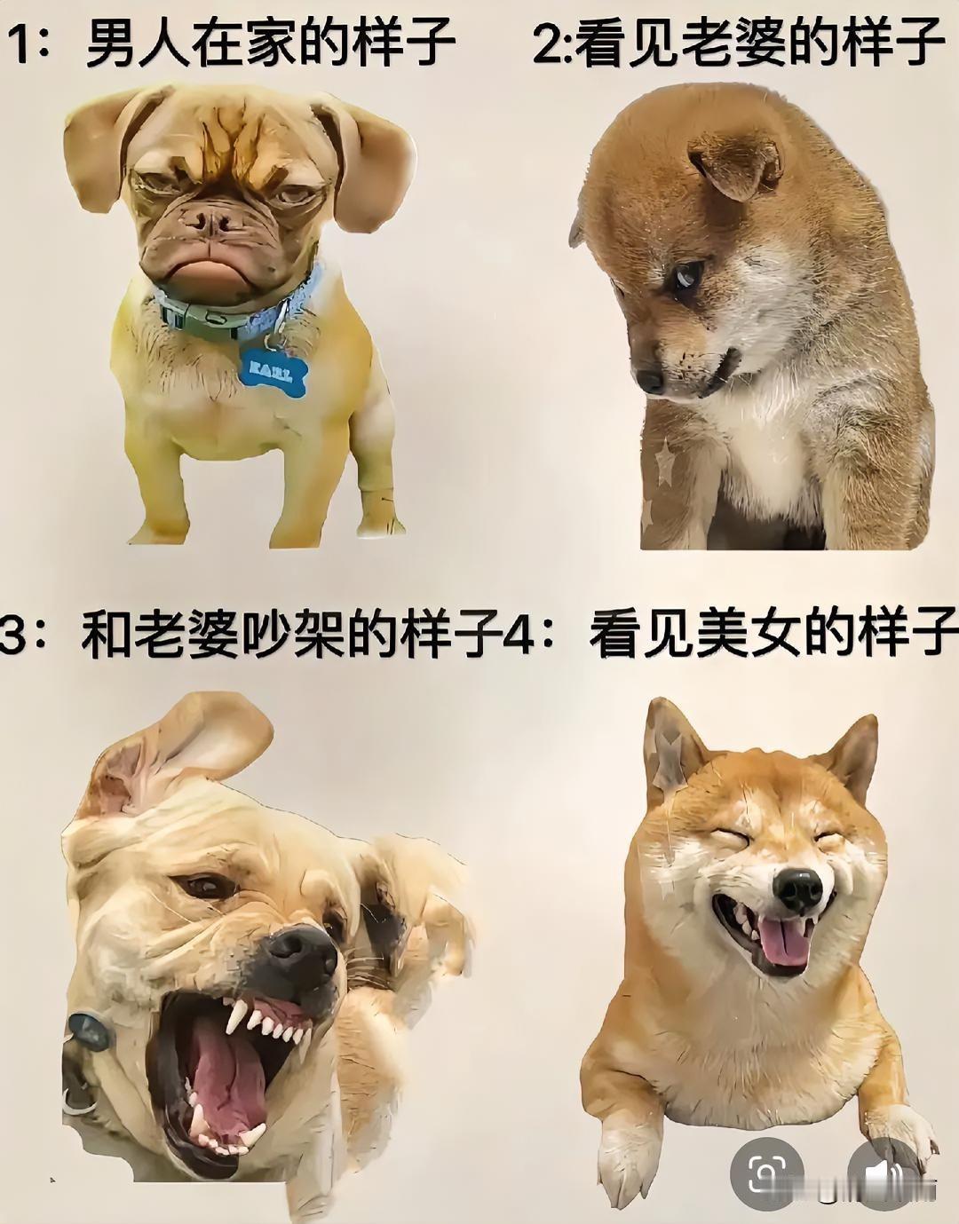 太形象了，一点都不带差的。