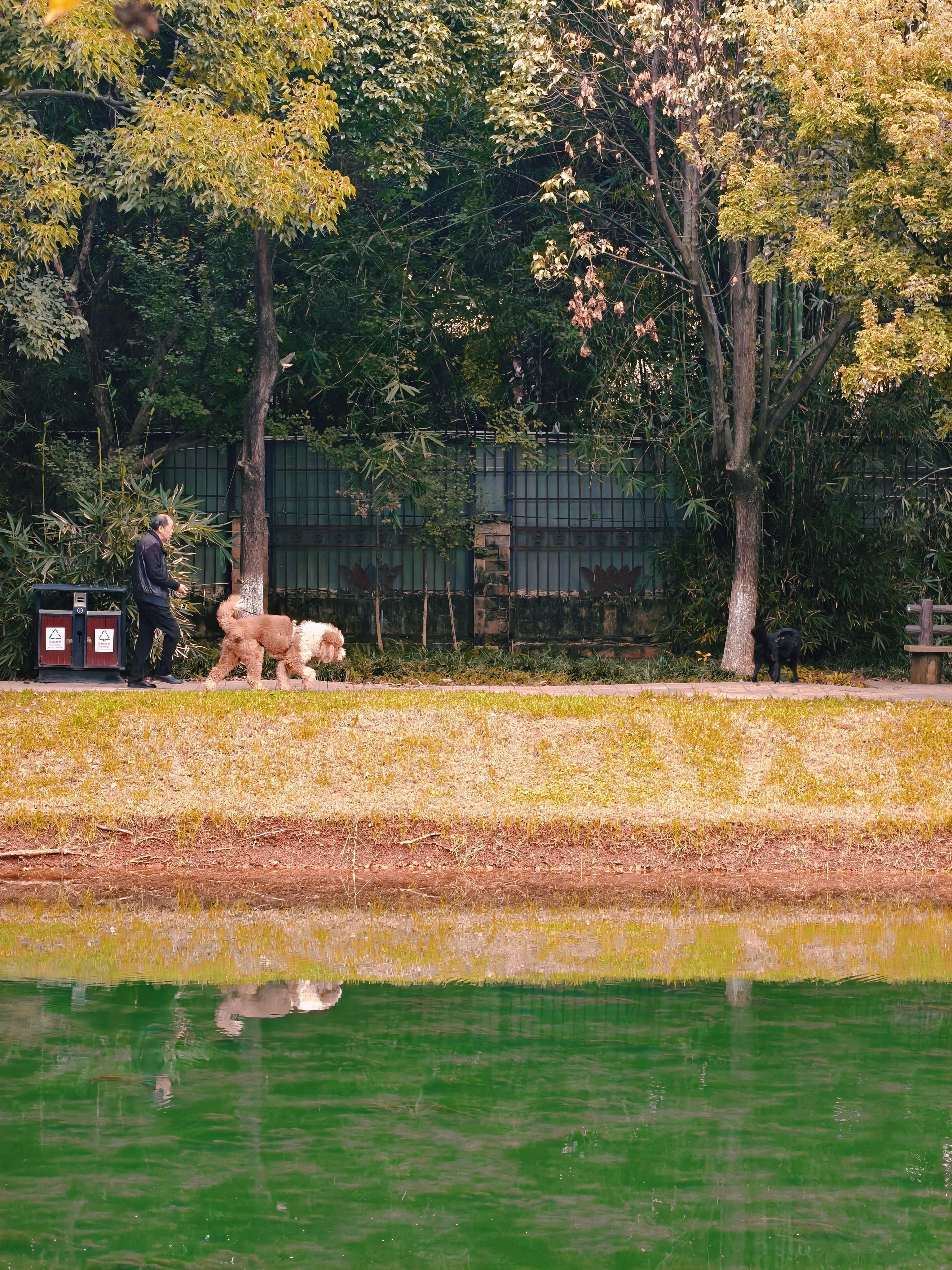 溜溜偷狗车，炒个青菜腊肉炒饭​​​