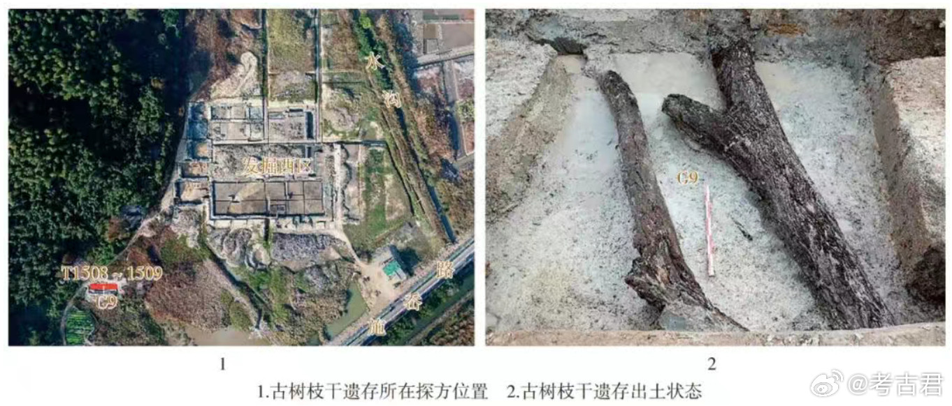 考古发现4500年前的杨梅树浙江余姚施岙遗址最新研究确认：出土杨梅古木经树轮+
