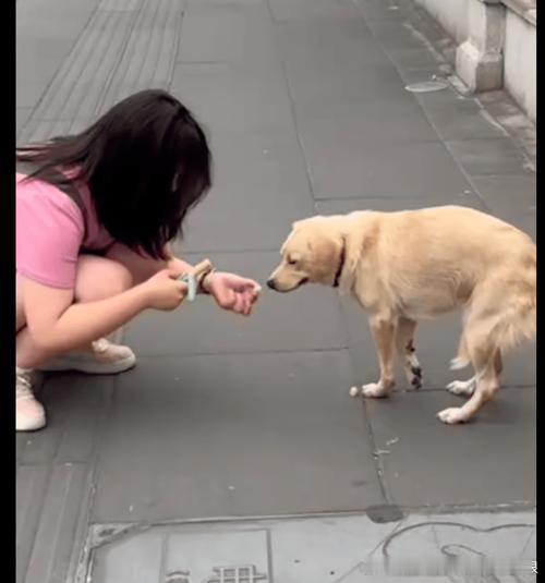 在路上看到一个女生蹲在地上在喂流浪狗，那只狗看起来很瘦，但是很温顺地等她喂食。女生喂完之后还摸了摸它