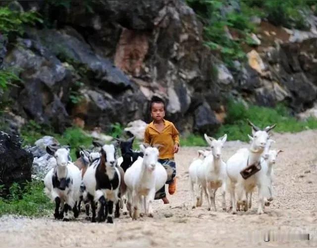 过去一段扎心的笑话：“一大人遇见一放羊娃，下面是他们的对话。大人问：你放羊干嘛？