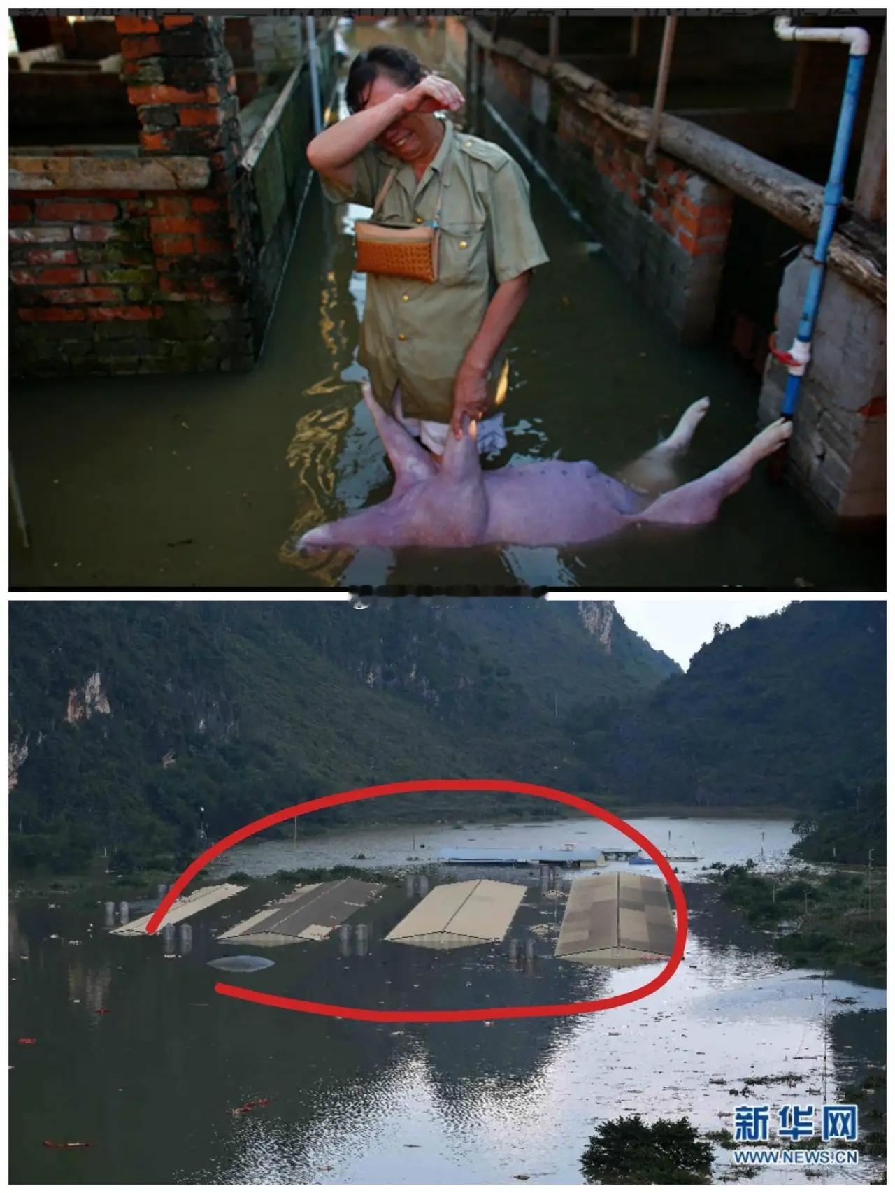 1.6万头猪没了，损失两千多万没哭。换一般人，早崩溃了。听完他说什么，我沉默了，