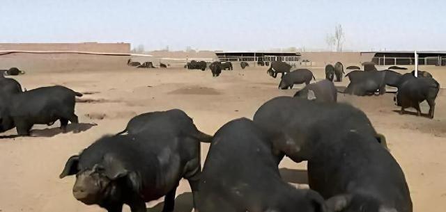 为啥中国人要在沙漠里放猪？你绝对想不到，10万头黑猪，直接解决了联合国都解决不了