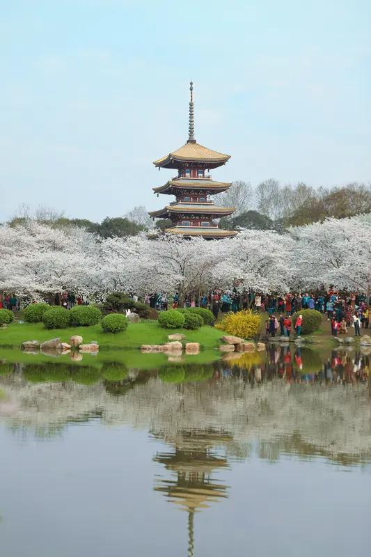 要说哪里的樱花最好看，武汉东湖樱花园和丘北都值得一去。3月下旬，武汉东湖樱花园