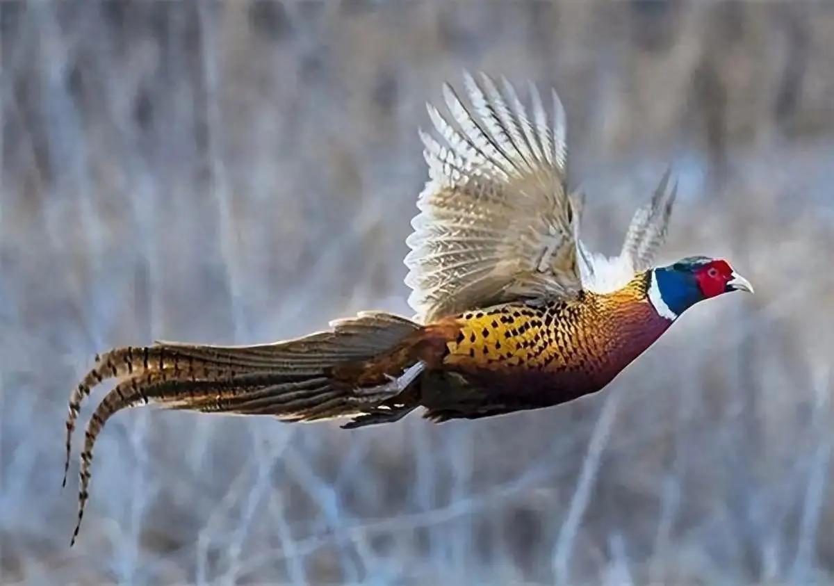 东北野鸡泛滥成灾，为何很少有人吃？当地农民直言：“别说吃了，我们甚至都不敢招惹它