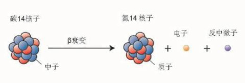 我们知道,碳14 核子经过β衰变以后,变成了氮14 核子,中子就变成了