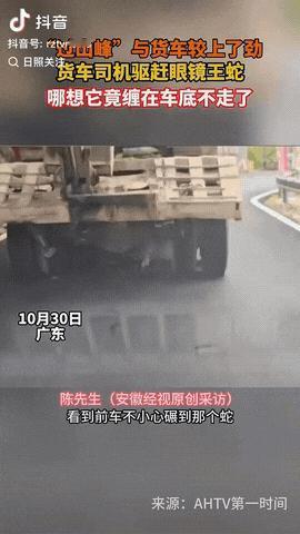 近日，广东韶关，一货车司机行驶在山路中时，不小心碾到了一条3米长的眼镜蛇，司机
