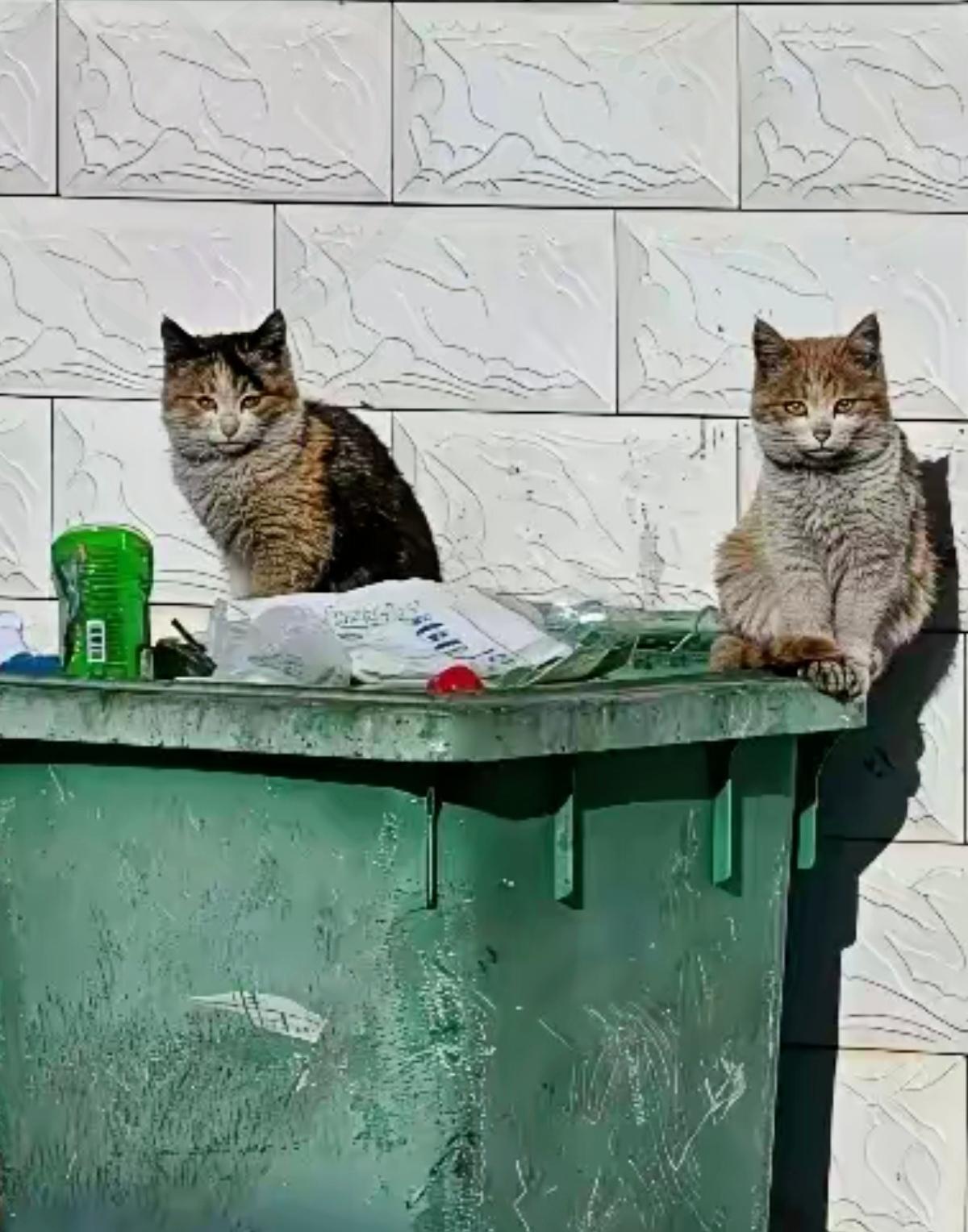 扔垃圾撞见俩只花猫蹲垃圾桶上，模样好看却浑身脏得打结，一看就是流浪许久的亲姐妹，