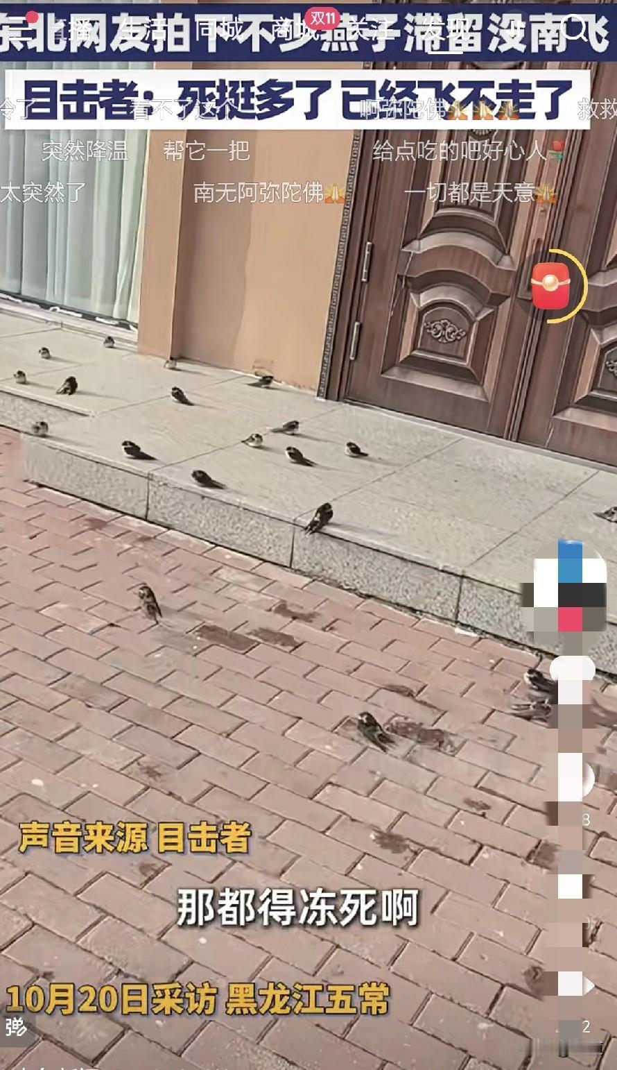 没想到今年北方急速降温，成了燕子的劫。东北一小区居民说她家房前暖和一点，有一百