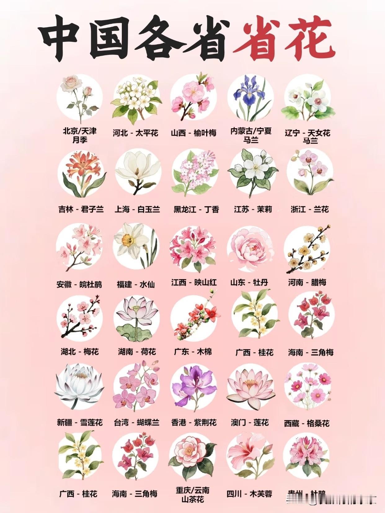 我国各省的省花大集合每种花都有自己的花语，每个省都有代表自己一方