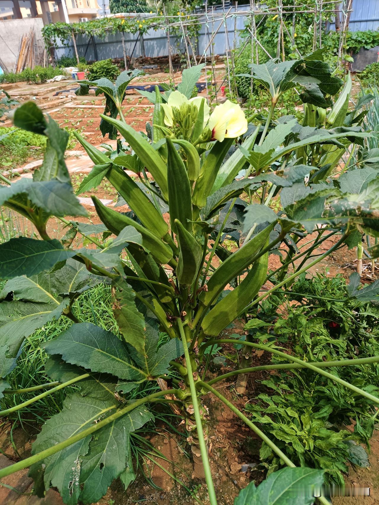 这是什么植物，长的这么旺，这东西可以吃不？小花也挺漂亮。
