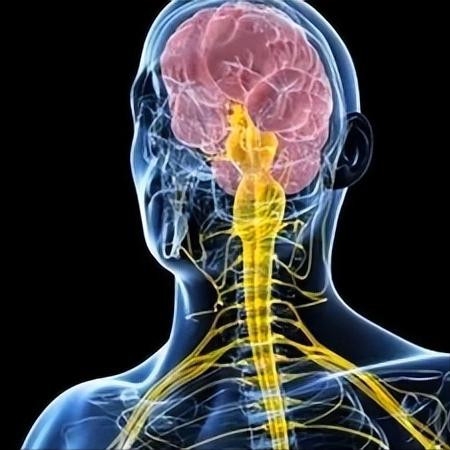 神经损伤别瞎等！这个功能先恢复，很多人都搞反了很多神经损伤的朋友都问我同一个