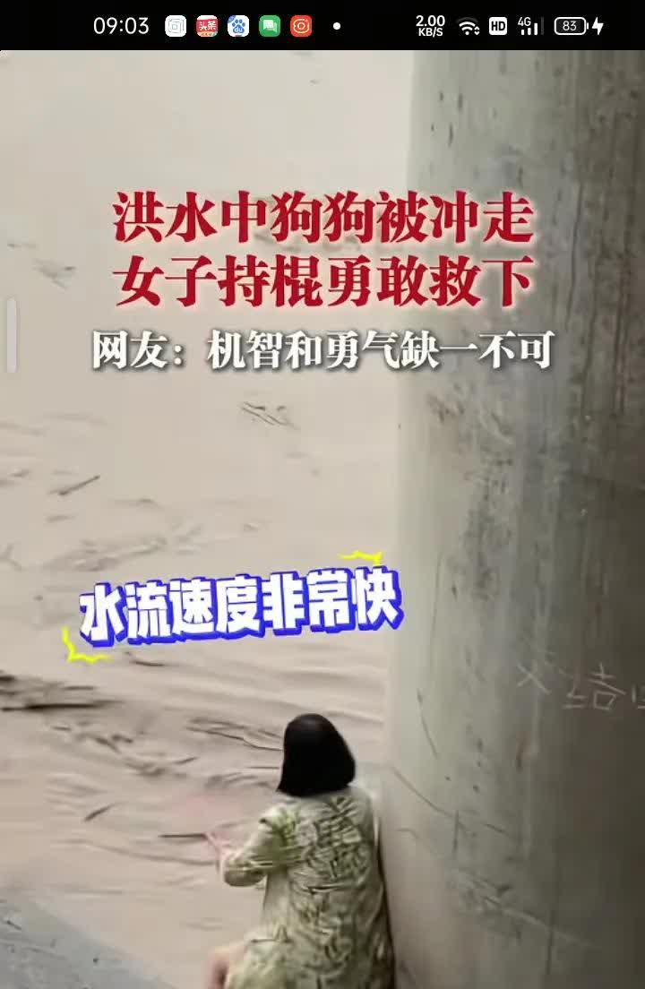6月19日，张家界市慈利县。洪水中狗狗被冲走，女子持棍勇敢救下，网友表示，机智和