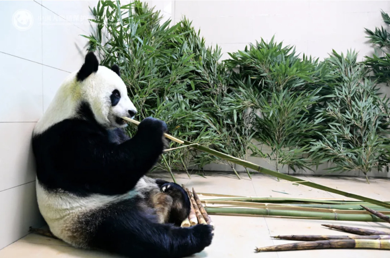 【旅比大熊猫“好好”回国】北京时间12月4日早上7时，我国旅居比利时天堂公园的雌