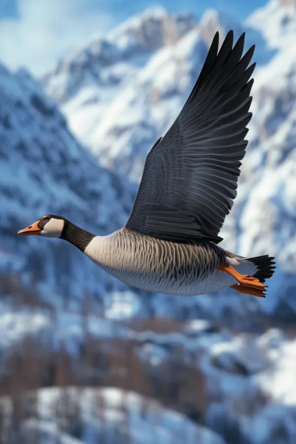 大雁迁徙数千公里，为何不会累垮？了解后不得不佩服它们的智慧。大雁南飞，动辄飞行