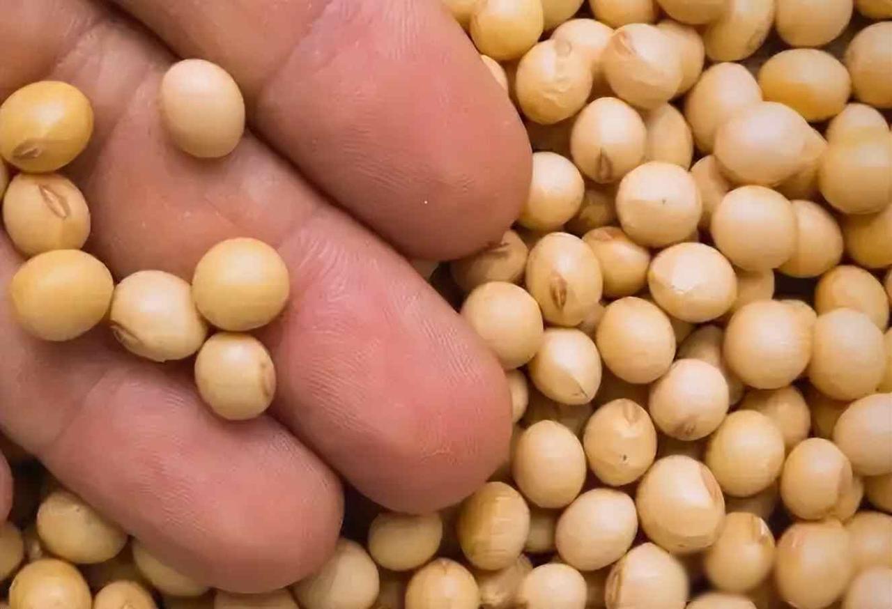 贸易战“帮”了中国一把？高盛：中国对外进口大豆将降到三分之一2025年冬天，巴