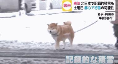 在恶劣天气的新闻报道里，百分百会出现散步的柴犬和吃惊的柯基​​​
